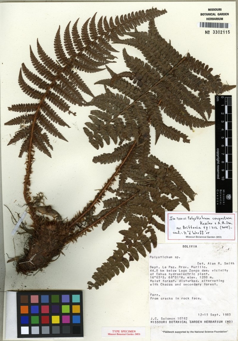 Polystichum congestum photo 2