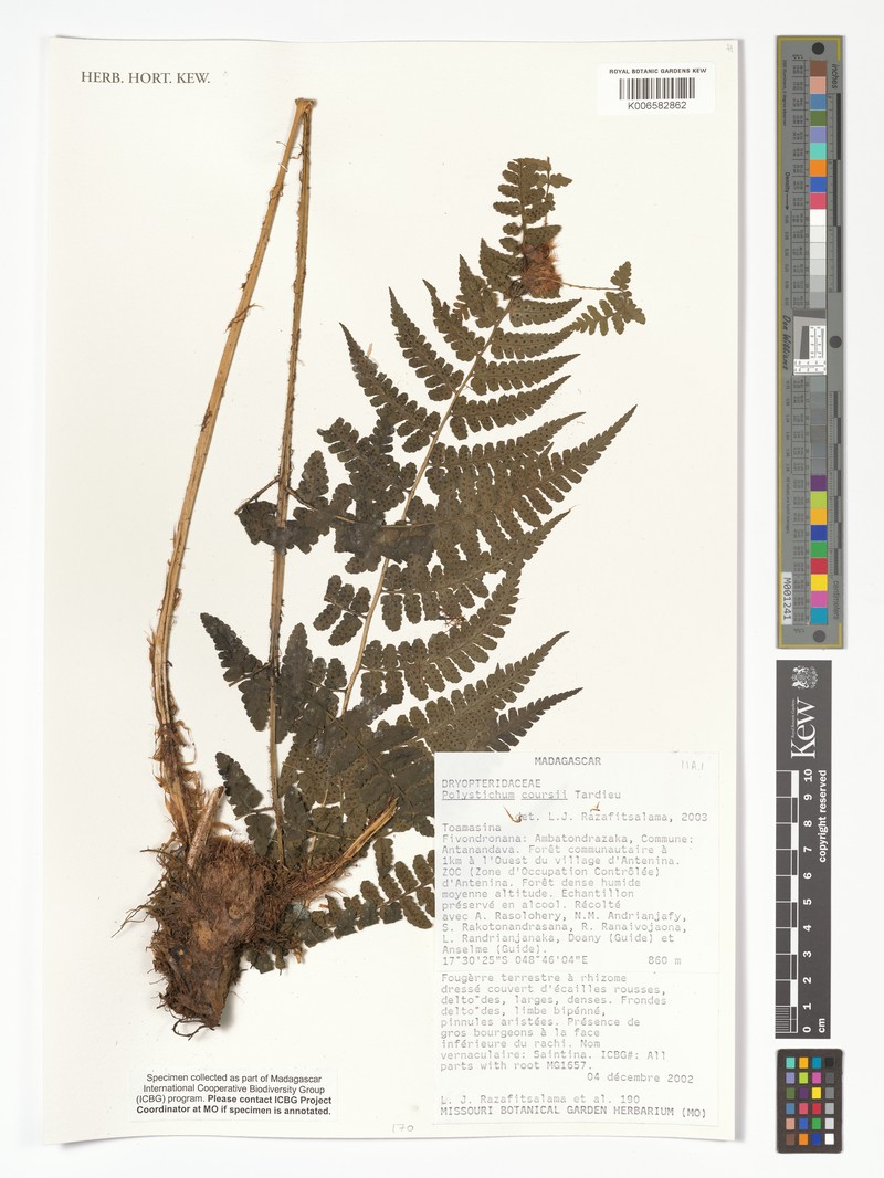 Polystichum coursii