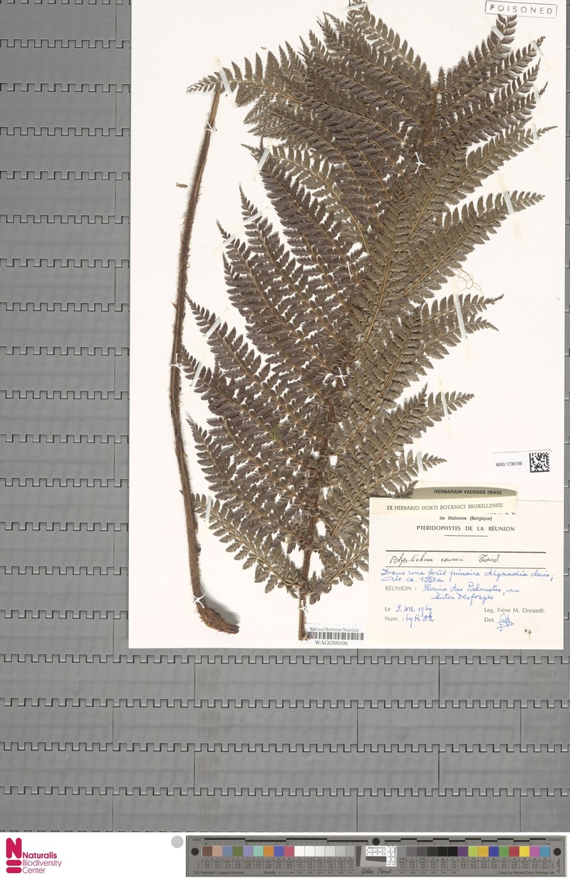 Polystichum coursii photo 2