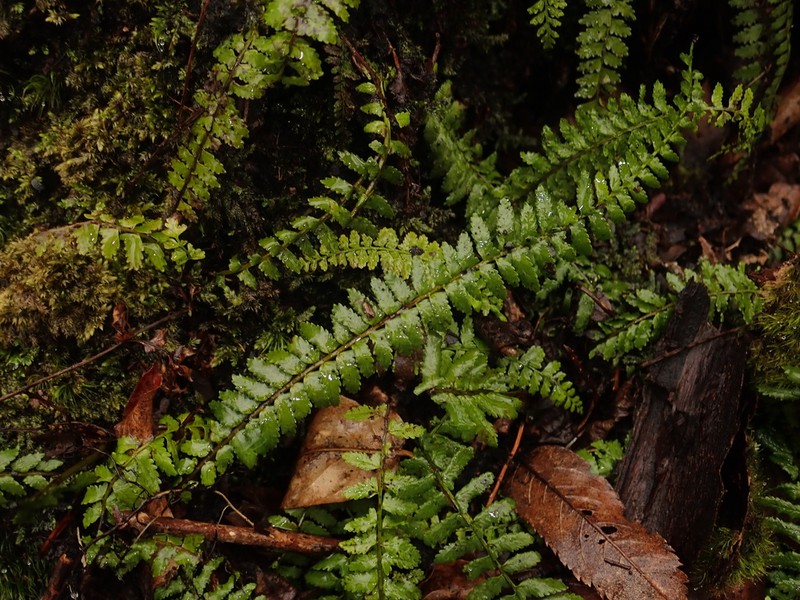 Polystichum craspedosorum