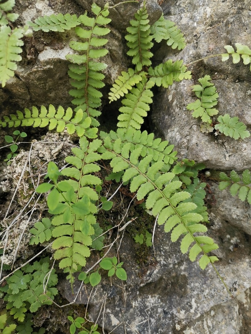 Polystichum craspedosorum photo 2