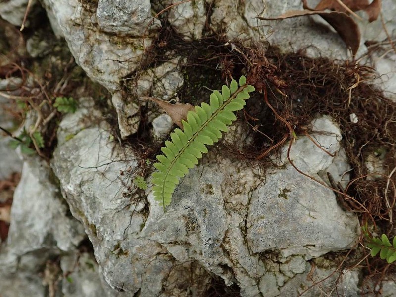 Polystichum craspedosorum photo 3