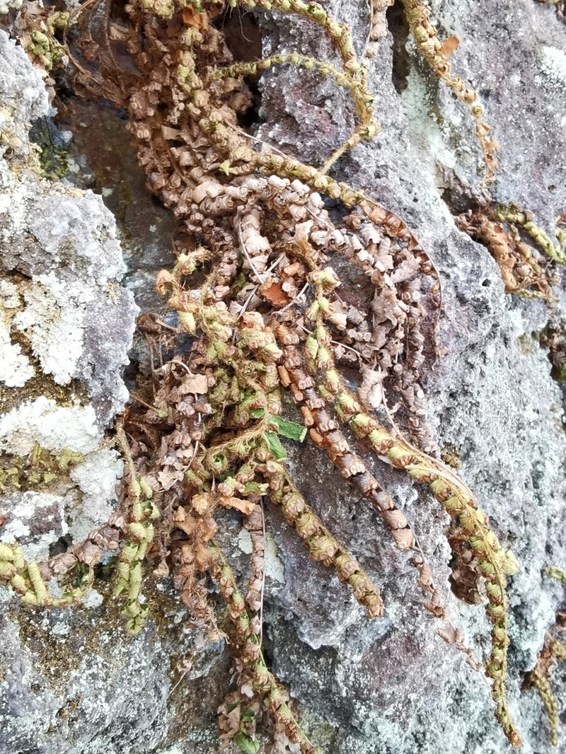 Polystichum craspedosorum photo 4