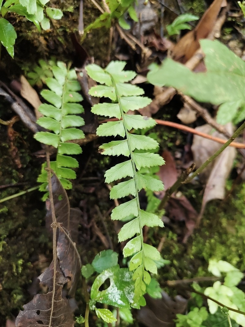 Polystichum craspedosorum photo 5