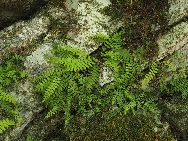 Polystichum craspedosorum photo 6