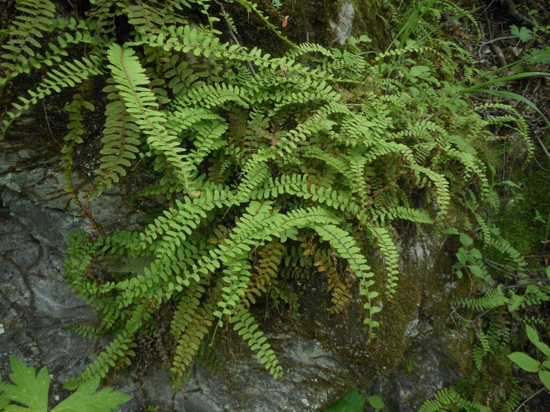 Polystichum craspedosorum photo 7