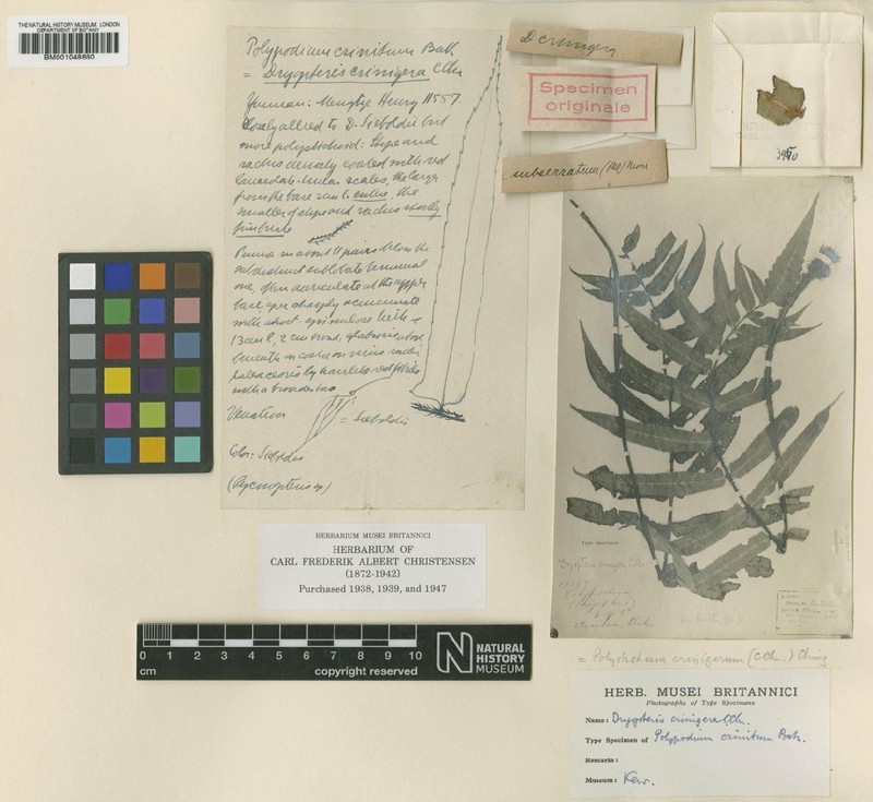 Polystichum crinigerum