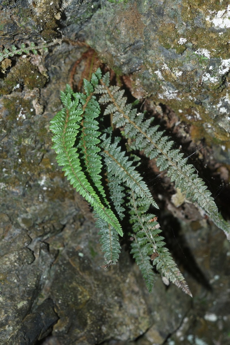 Polystichum cyclolobum
