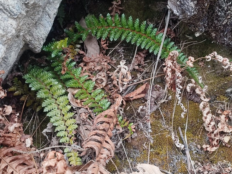 Polystichum cyclolobum photo 2