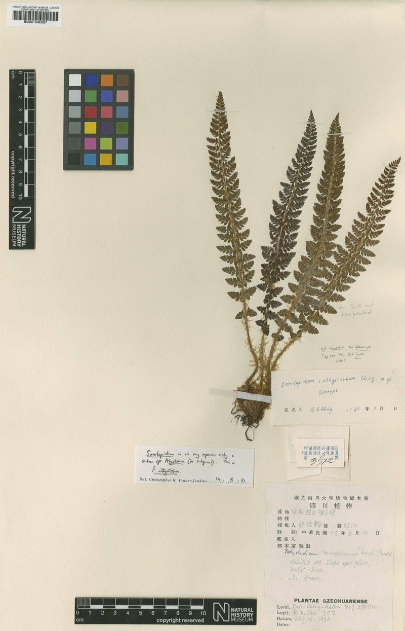 Polystichum cyclolobum photo 3
