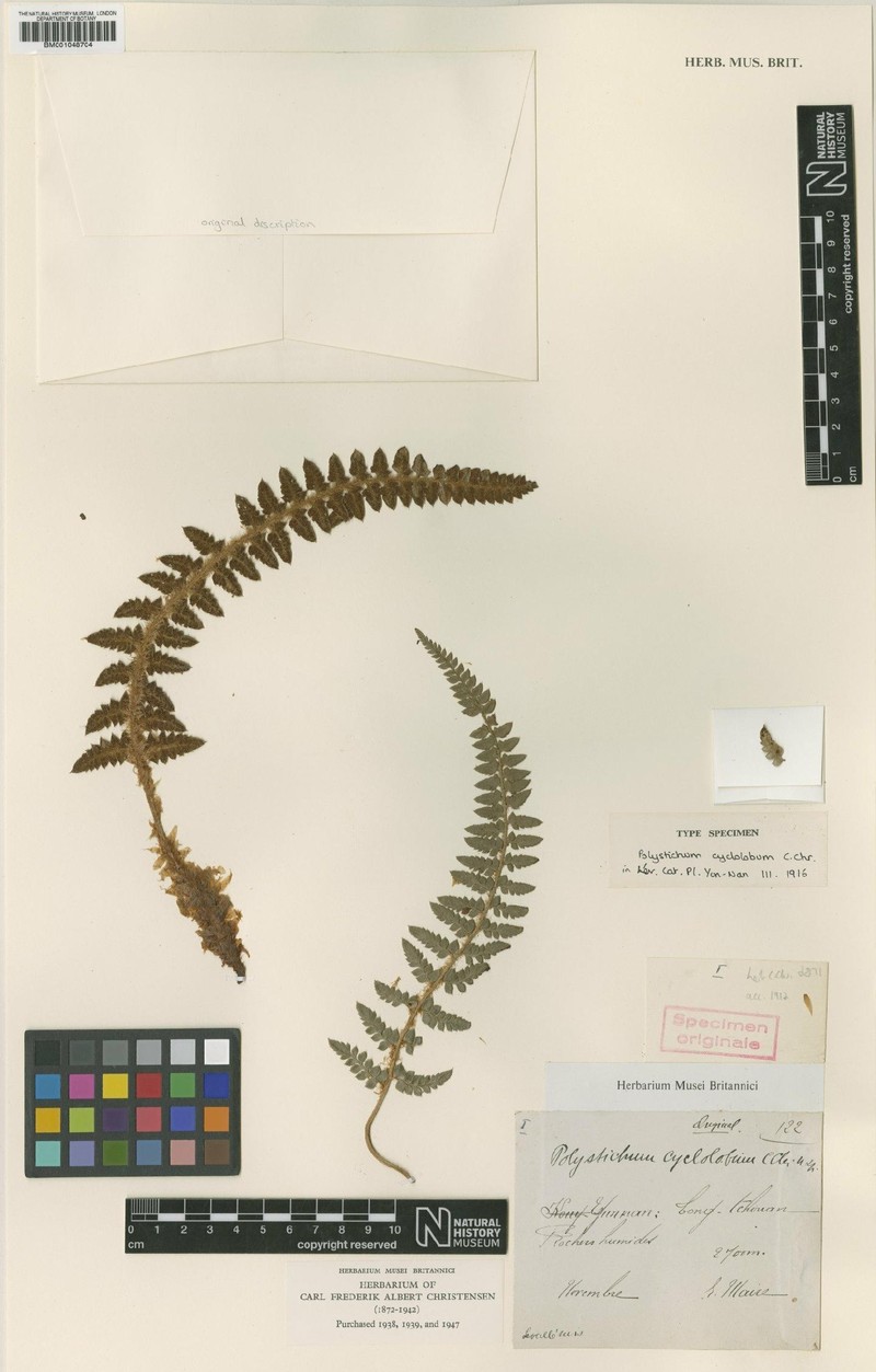 Polystichum cyclolobum photo 5