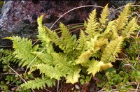 Polystichum cystostegia