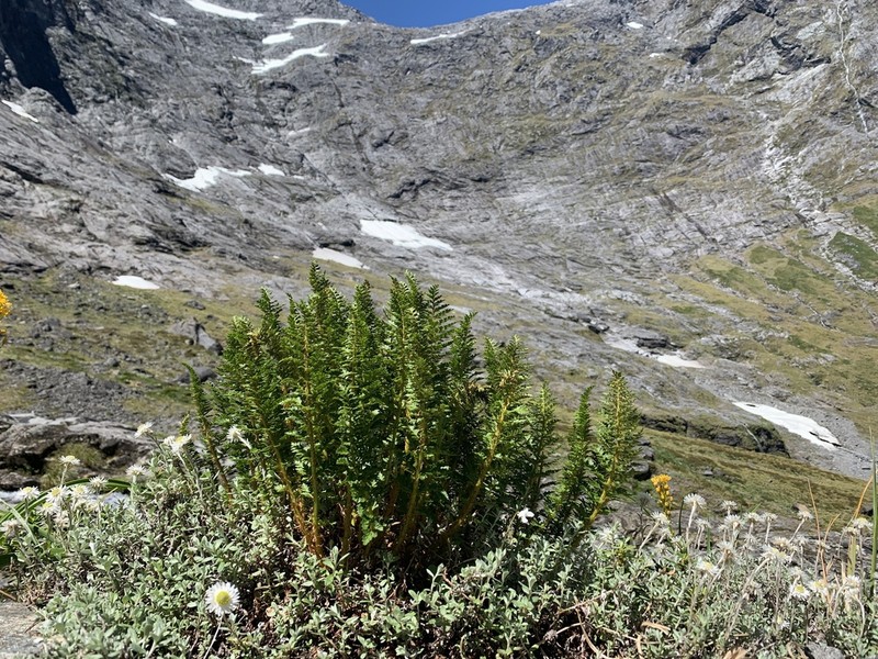 Polystichum cystostegia photo 2