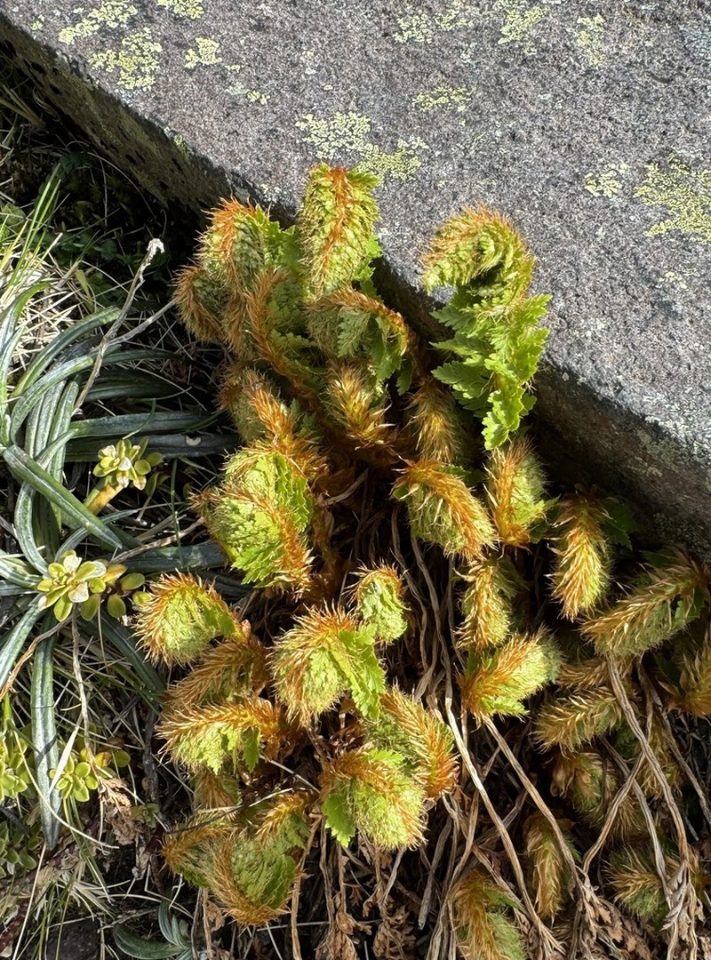 Polystichum cystostegia photo 3