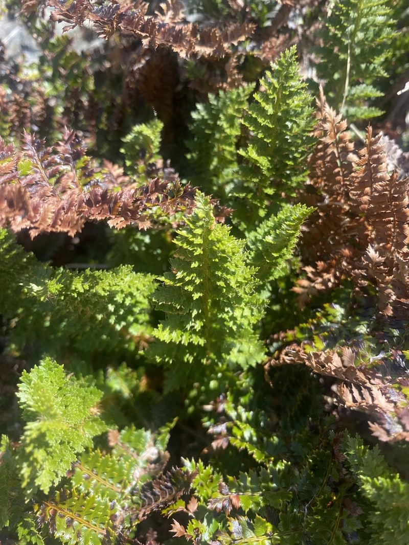 Polystichum cystostegia photo 4