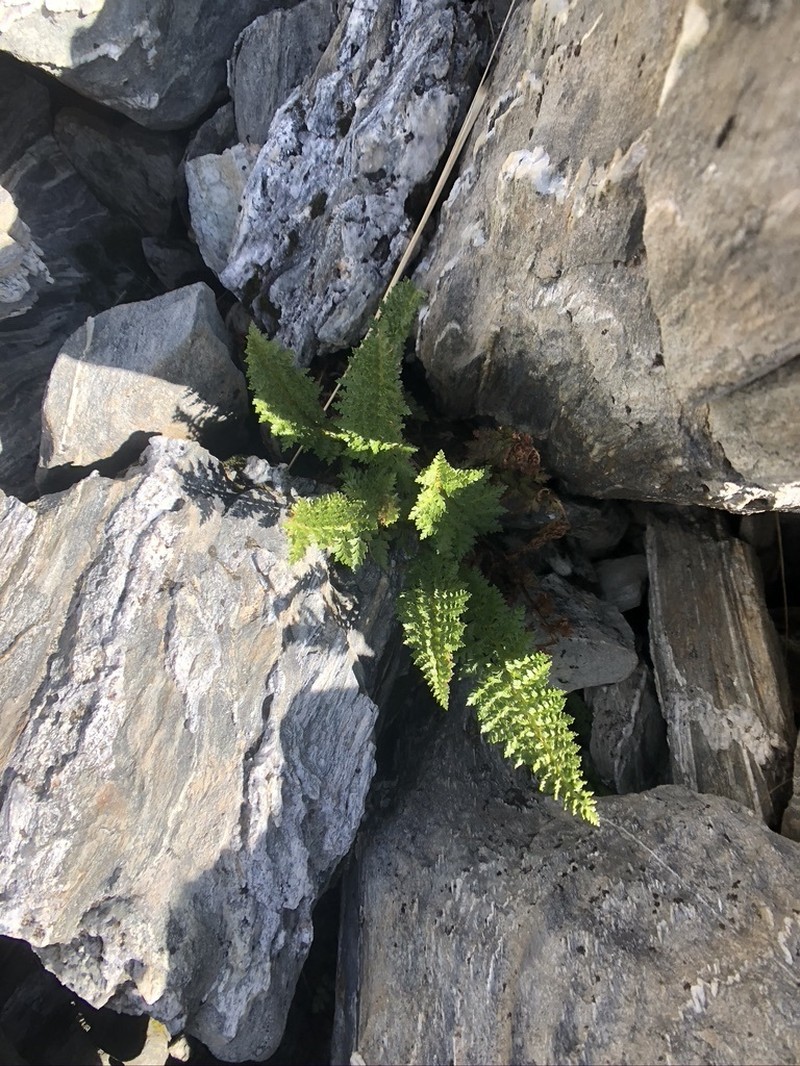 Polystichum cystostegia photo 5