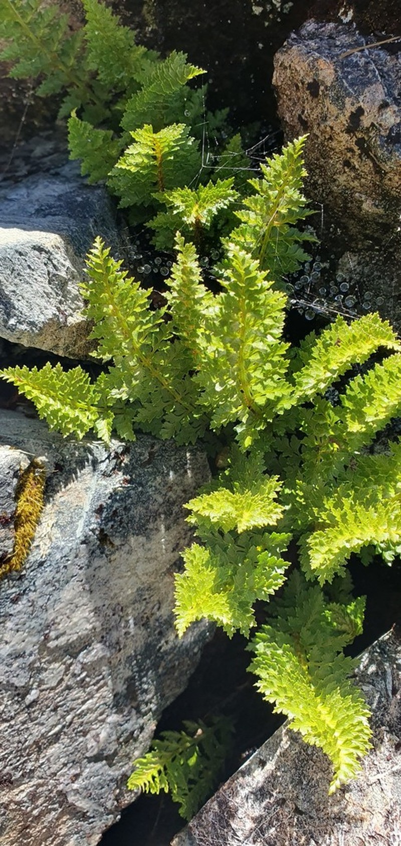 Polystichum cystostegia photo 6
