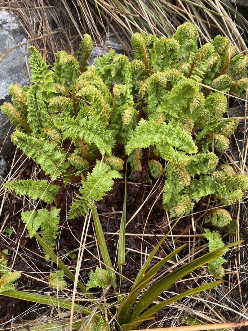 Polystichum cystostegia photo 7