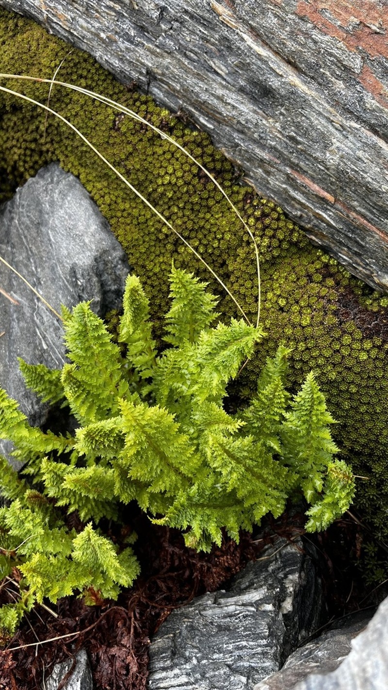 Polystichum cystostegia photo 8