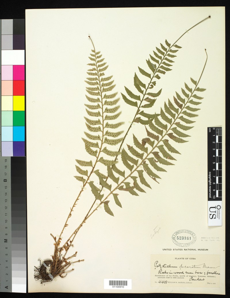 Polystichum decoratum