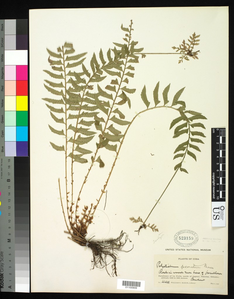 Polystichum decoratum photo 2