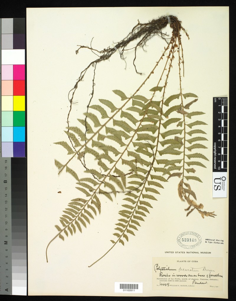Polystichum decoratum photo 3