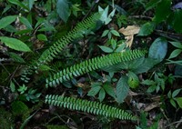 Polystichum deltodon