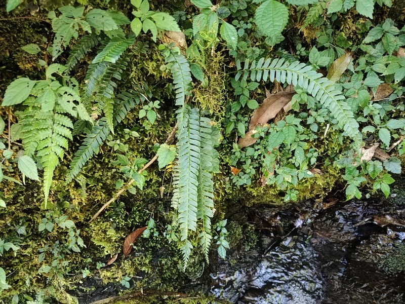 Polystichum deltodon photo 2