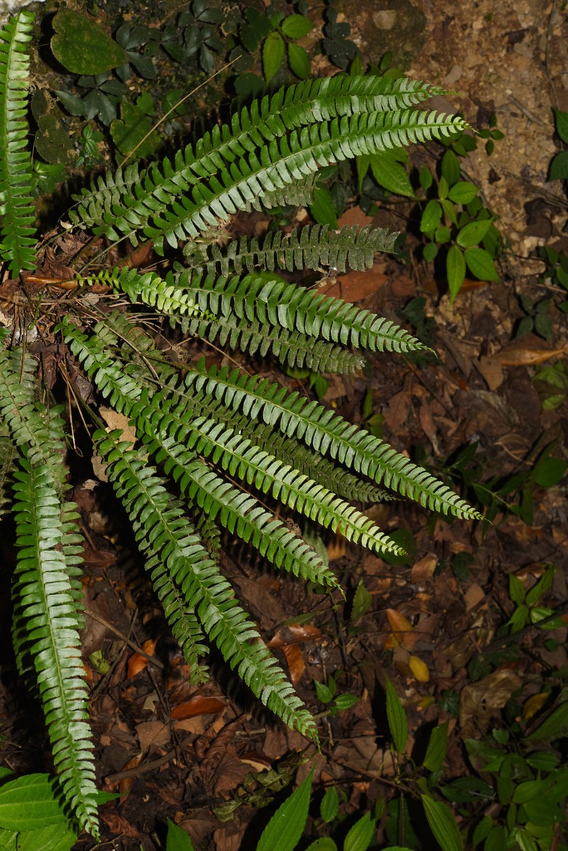 Polystichum deltodon photo 3