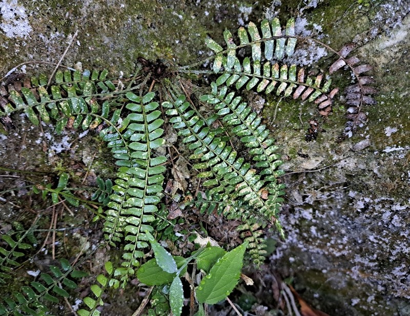 Polystichum deltodon photo 4