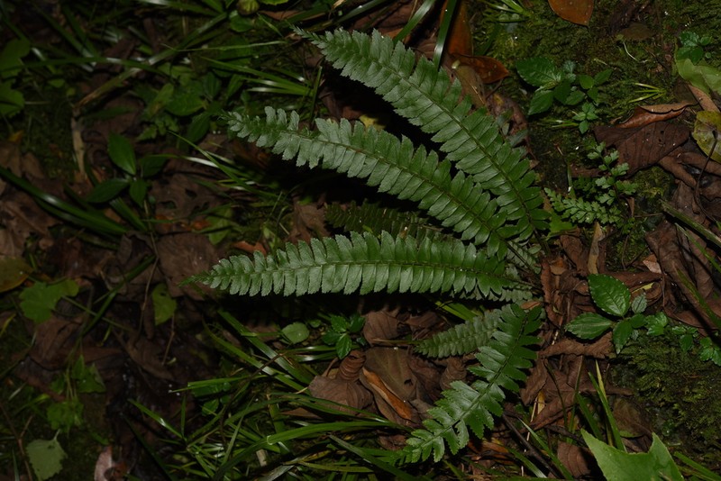 Polystichum deltodon photo 5