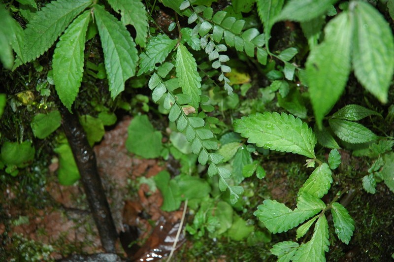 Polystichum deltodon photo 6
