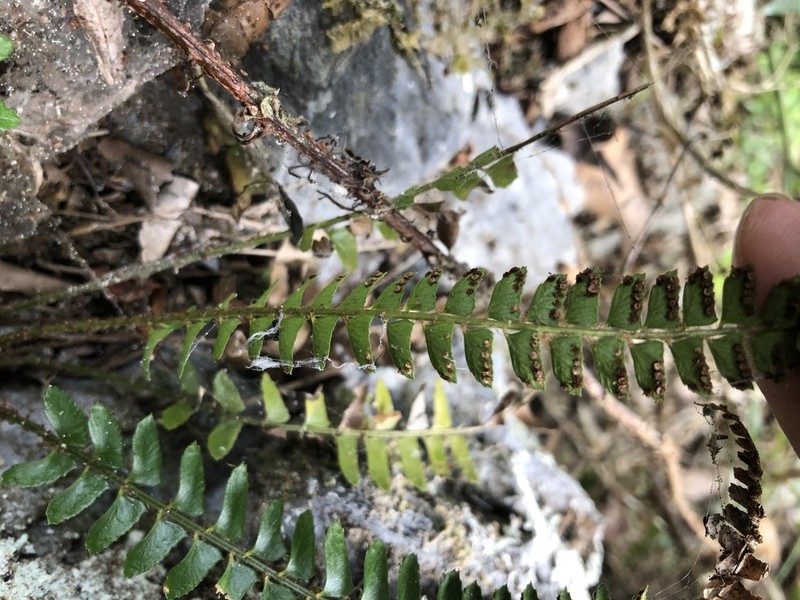 Polystichum deltodon photo 7