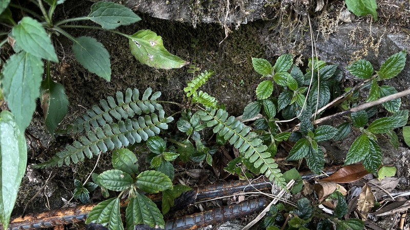 Polystichum deltodon photo 8