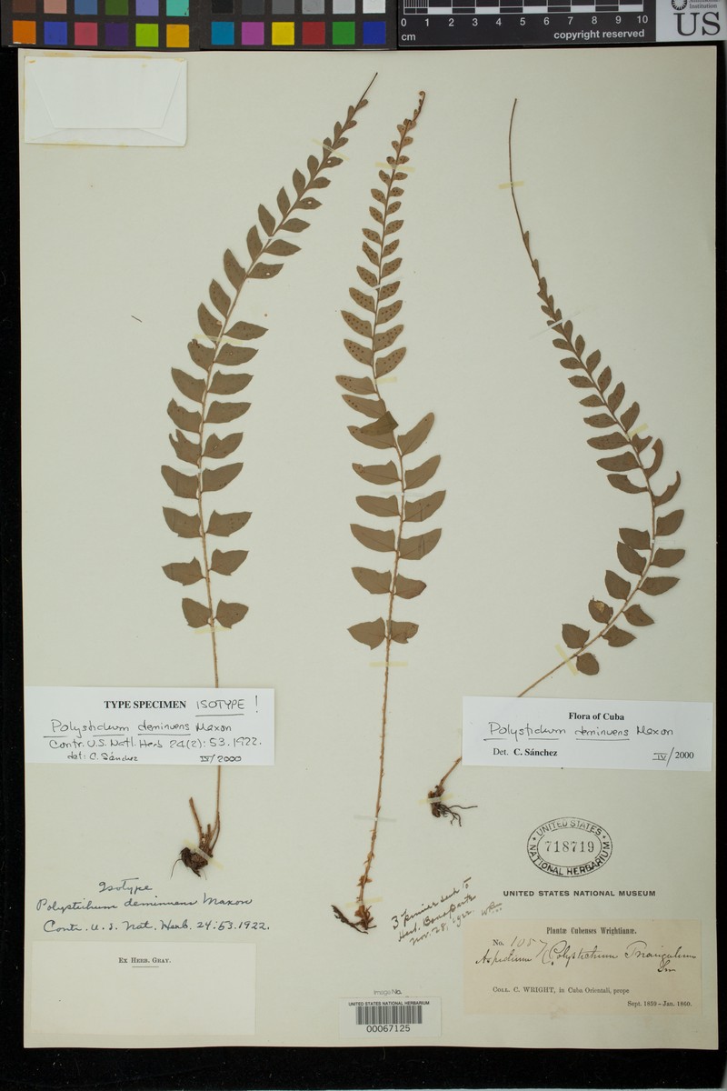 Polystichum deminuens