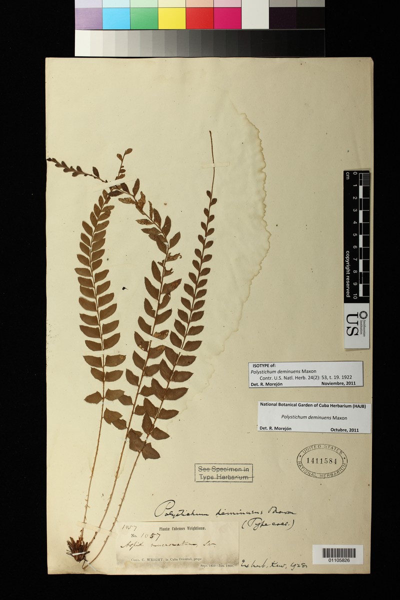 Polystichum deminuens photo 2