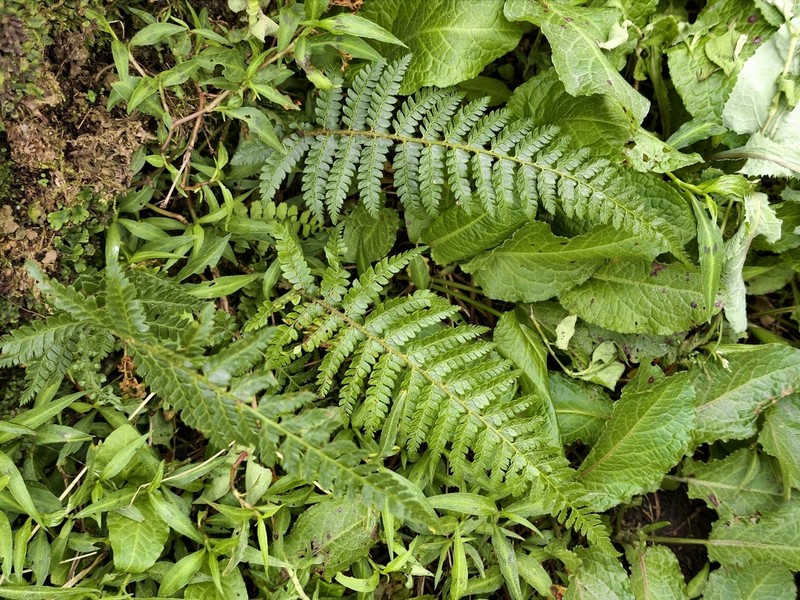 Polystichum diaphanum photo 2