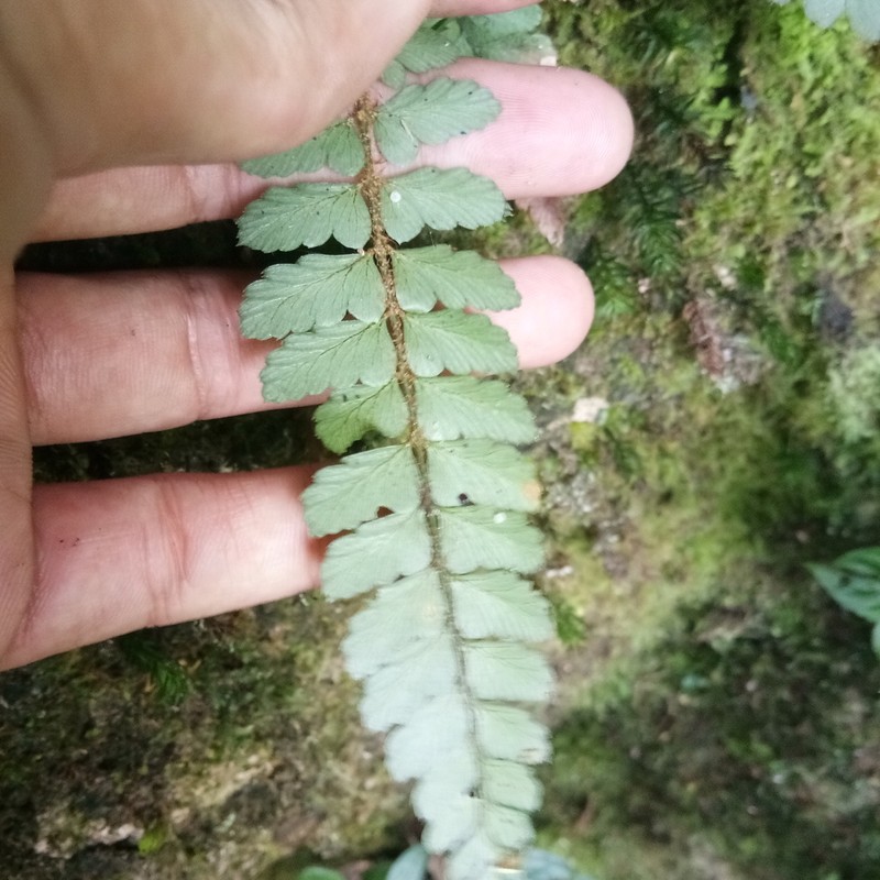 Polystichum diaphanum photo 3