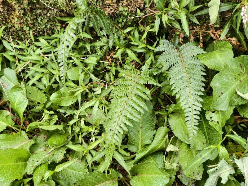 Polystichum diaphanum photo 4
