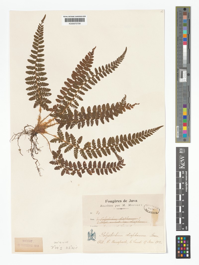 Polystichum diaphanum photo 6