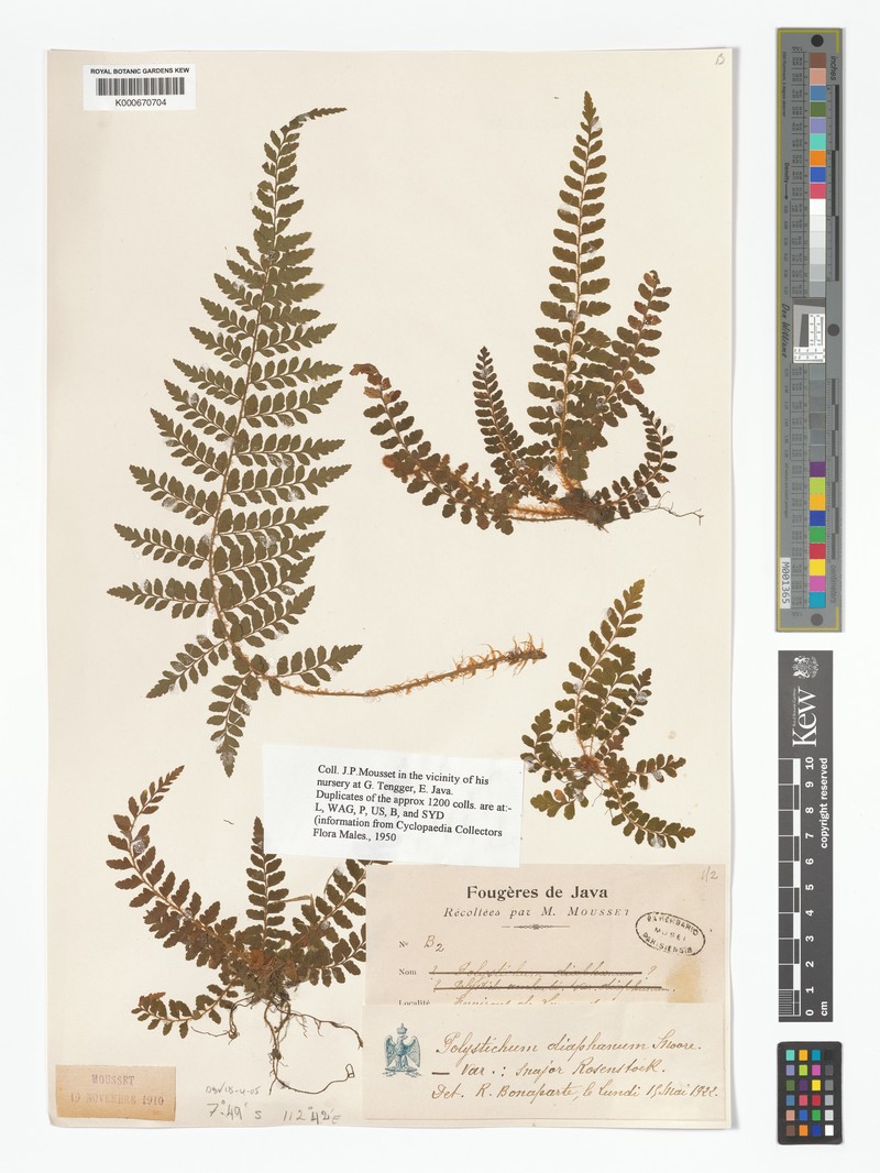 Polystichum diaphanum photo 7