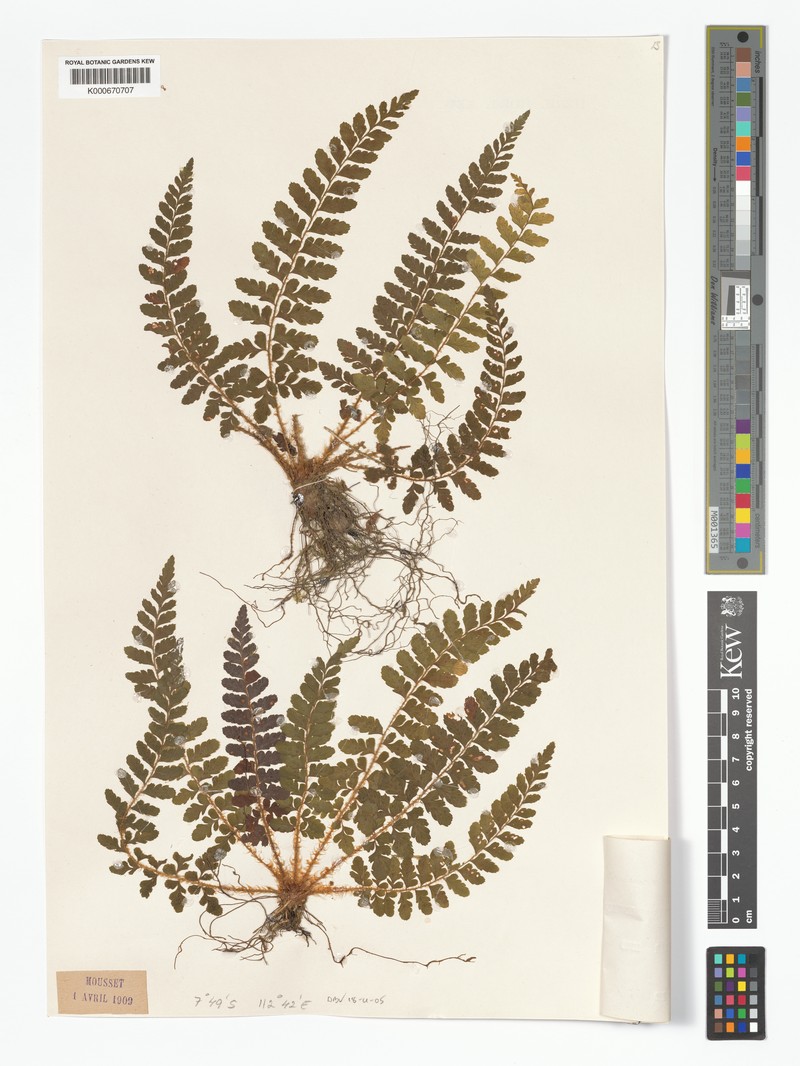 Polystichum diaphanum photo 8
