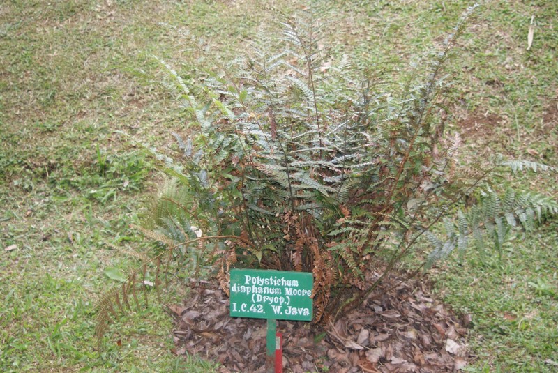 Polystichum diaphanum