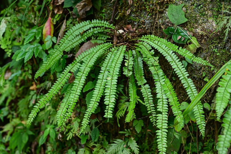 Polystichum dielsii