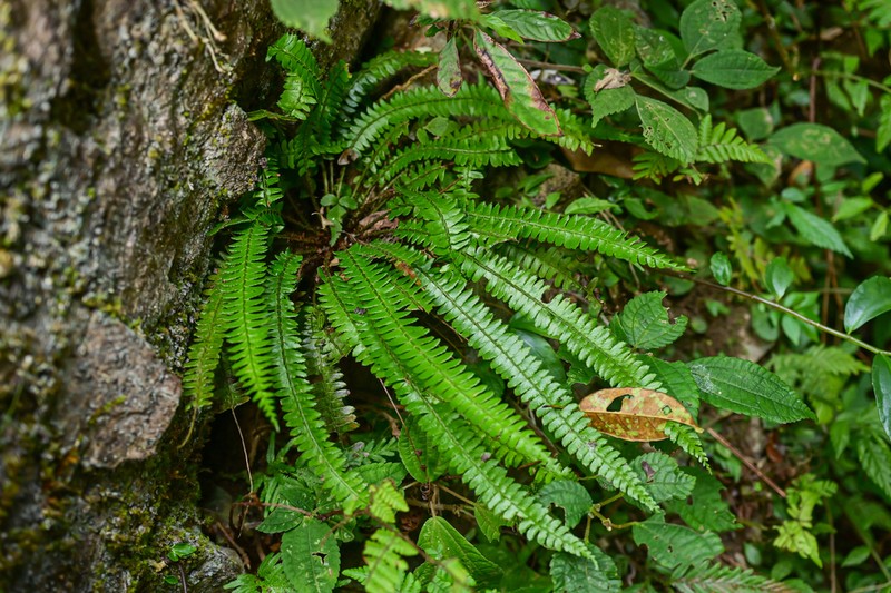Polystichum dielsii photo 2