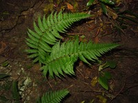 Polystichum discretum