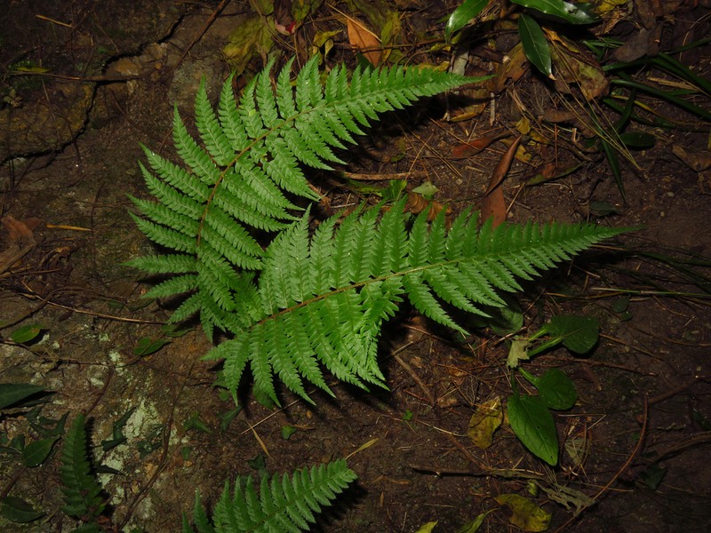 Polystichum discretum