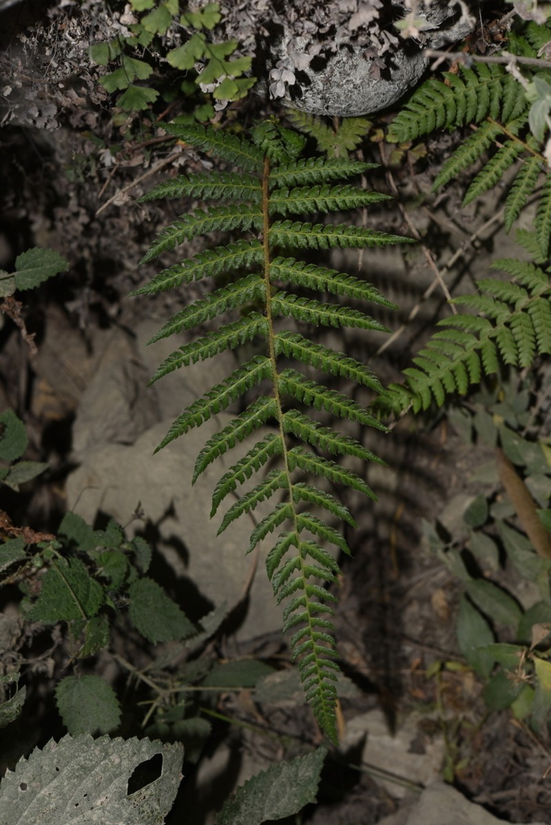 Polystichum discretum photo 2