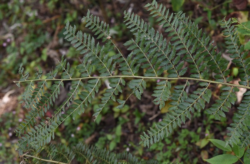 Polystichum discretum photo 3