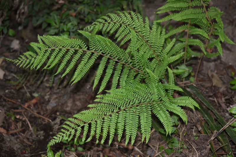 Polystichum discretum photo 4